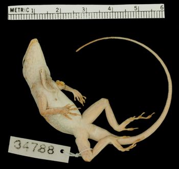 Media type: image; Herpetology R-34788